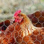 10M chicken cage wire mesh 4feet gabion hexagonal wire mesh for sale