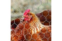 China 10M chicken cage wire mesh 4feet gabion hexagonal wire mesh supplier