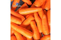 China 110KG Carrot peeler central kitchen distribution processing high yield radish peeler supplier
