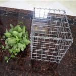 1m*0.5m*0.3m Galvanized Gabion Wall Mesh For Flood Protective for sale