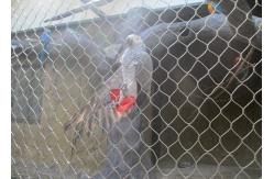 China Flex Rugged Aviary Wire Netting , Stainless Steel Wire Mesh For Bird Cages supplier