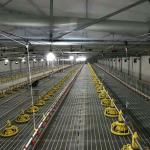 50Hz Pan Feeding System For Broiler Poultry Hopper Feeder Customizable for sale