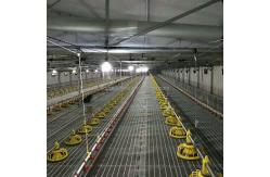 China Intelligent Automatic Broiler Feeding System Hopper Poultry Feeder supplier