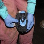 Fast Cure Two Part Silicone Putty for Better Hoof Care for sale