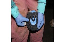China Fast Cure Two Part Silicone Putty for Better Hoof Care supplier