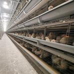Q235 Poultry Farm Cage for sale