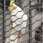 Hand Woven High Strength Stainless Steel Wire Rope Mesh For Zoos for sale