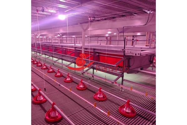 Open Structure Cage-Free system for USA Farms
