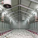 Fireproof Steel Structure Poultry House Automated Ventilation Steel Frame Chicken Coop for sale