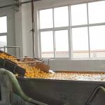 SUS304 Industrial Orange Processing Line Fruit Bubble Washing Machine 6KW for sale