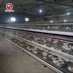 ISO9001 Hot Dipped Cages For Broiler Chicken A Type 61*50*44cm for sale