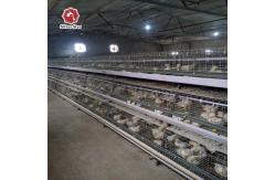 China One Day Old Baby Chick Cage With Full Automatic System supplier