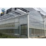 Large Complete Waterproof Multi Span Greenhouse For Tomato Plant Growing