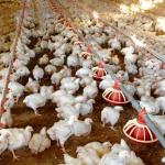 400kg/H Poultry Farming Equipment For Broilers Products for sale