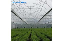 China Negative Fan Cooling System Climate Control 60m Tunnel Multi Span Greenhouse supplier