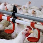Automatic Nipples Water Drinking system for sale