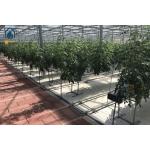 Agricultural Substrate Planting Gutter Steel Large Scale Hydroponic Planting System for sale