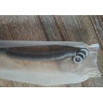 10x5x2 P8 P5 Piezoceramic For Scaler Sensor for sale