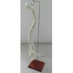 Medical teaching training with bone simulation vertebrae whole neck 1 to sacral 1 occipital bone to pelvic model for sale