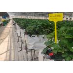 Indoor Strawberry Growing Troughs Greenhouse PVC Hydroponic Gully Vertical Farming System for sale