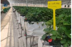 China Indoor Strawberry Growing Troughs Greenhouse PVC Hydroponic Gully Vertical Farming System supplier