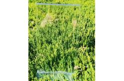 China Customize Exact Size Ultra Clear Glass Polished Surface supplier