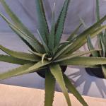 Lifelike Plastic Aloe Plant Indoor Outdoor Artificial Aloe Vera Faux Greenery Decoration for sale