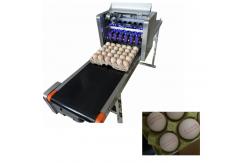 China Electric Egg Stamping Machine 600 DPI High Resolution With 1 - 4 Printing Lines supplier