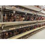 4 Tiers Chicken Egg Layer Battery Cage For Tanzania Poultry Farm Automatic Q235 for sale