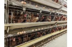 China Layer Poultry Battery Cage With Belt Or Scraper Manure Removal System supplier