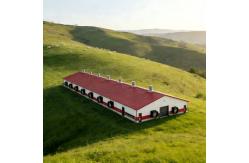 China Large Span Steel Structure Chicken House Customizable for Poultry Farming Layer Breeding supplier