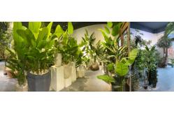 china Artificial plants for home decor exporter
