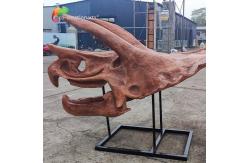 China Jurassic World Replica Triceratops Skeleton Sunproof For Museum supplier