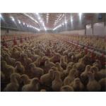 Plastic Poultry Nipple Drinker For Broiler Chicken for sale
