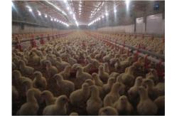 China Plastic Poultry Nipple Drinker For Broiler Chicken supplier