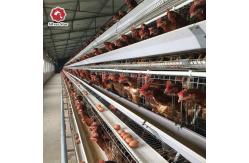 China Customized Multi Layer Poultry Cage Automatic Egg Collection Cages supplier
