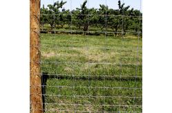 China Deer Fixed Knot Fence 1.2m Hinge Joint Cattle Wire Mesh Field Fence supplier