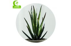 China 16.5cm Mini Artificial Succulents supplier