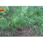 High Strength Three Dimensional Geomat Erosion Control Netting 300g /Sqm for sale