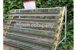 China A Type Galvanized Steel Automatic Quail Birds Cages , Quail Breeding Cages 6 Tiers supplier