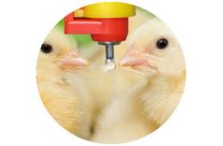 China Yellow Poultry Auto Drinker System Broiler Nipple Drinker With Cup supplier