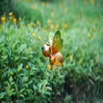 IP44 Metal Butterfly Solar Garden Ornaments Plug In LED Lamp
