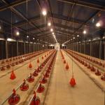 Fireproof Steel Structure Poultry House Automated Ventilation Steel Frame Chicken Coop