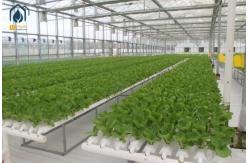 China NFT Hydroponic Lettuce Hydroponic System With PVC Tube Hydroponic Setup supplier