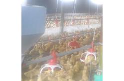China Al-Zn Coating 1.5mm Automatic Duck Feeder For Farm House Equipment supplier