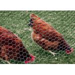 Chicken Protecting Galvanized Hexagonal Wire Mesh Durable Construction