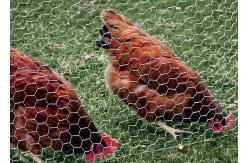 China Chicken Protecting Galvanized Hexagonal Wire Mesh Durable Construction supplier