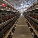 Egg Layer Battery Chicken Cages System Automatic Laying Hen H Type 6 Leves / Floors for sale