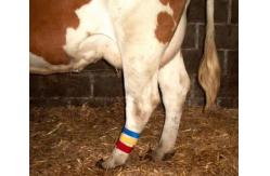 China High Quality Cow Leg Velcro Band Hook Loop Strap 15*180mm Customizable supplier