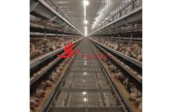 China Detail-oriented Layer Chicken Cage System in Vietnam Farms supplier